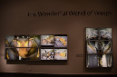 Wasp_exhibition__DSC3513